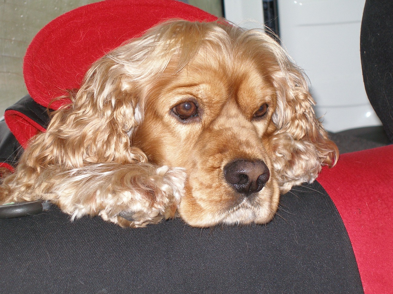 Understanding the Gentle Nature of Clumber Spaniels